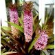 Lilia ananasowa - Eucomis Van der Merwey - Nowość