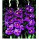 Mieczyk Violetta - 5 szt.