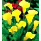 Calla Cream