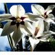 Acidanthera  Murielae - 20 szt.