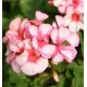 Pelargonia bluszczolistna - Speedy mixed - zwisająca