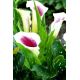 Calla fioletowo-biała - Picasso