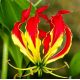 Glorioza  - Gloriosa