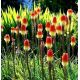 Kniphofia czerwono-żółta - Płonąca Pochodnia - 1 szt.