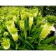 Lilia ananasowa - Eucomis autumnalis - 2 szt.
