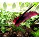 Smocza lilia - Dracunculus vulgaris