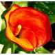 Calla pomarańczowa - Orange