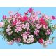 Pelargonia bluszczolistna - Speedy mixed - zwisająca