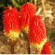 Kniphofia czerwono-żółta - Płonąca Pochodnia - 1 szt.