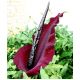 Smocza lilia - Dracunculus vulgaris