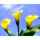 Calla Cream