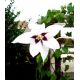 Acidanthera  Murielae - 20 szt.