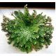 Róża jerychońska - Rose of Jericho