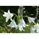 Crinum Alba