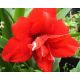 Hipeastrum - Amarylis - Red Peacock