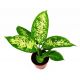 Diffenbachia mix - Dieffenbachia
