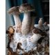 Shiitake - Grzyb długowieczności - grzybnia na kołkach