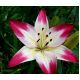 Lilia - Pink & White