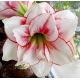 Hipeastrum - Amarylis - Aphrodite