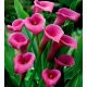 Calla różowa - Pink