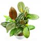 Fikus (Figowiec) sprężysty - Ficus elastica melany (średni)