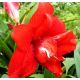 Hipeastrum - Amarylis - Red Peacock