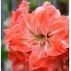 Hipeastrum - Amarylis - Lady Jane