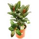 Fikus (Figowiec) sprężysty - Ficus elastica melany