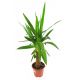 Juka - Yucca (średnia)