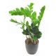 Zamia - Zamiokulkas zamiolistny - Zamioculcas zamifolia