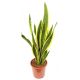 Sansewieria, Wężownica - Sansevieria laurentii (Język teściowej)
