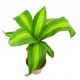 Dracena Wonna, Smokowiec - Dracena Fragrans Massangeana