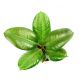 Fikus (Figowiec) sprężysty - Ficus elastica robusta