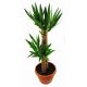 Juka - Yucca (podwójna)