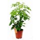 Szeflera - Schefflera