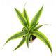 Dracena dermeńska, smokowiec - Dracaena dermensis Lemon Lime (mała)