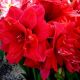 Hipeastrum - Amarylis - Red Peacock