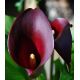 Calla Schwarzwalder