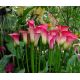 Calla różowa - Pink