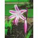 Crinum - Cintho Alfa