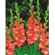 Mieczyk Frizzled Coral Lace - 5 szt.