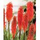Kniphofia czerwona - Nancy Red - 1 szt.