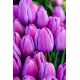 Tulipan Magic Lavender - op. 5 szt.