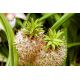 Eucomis bicolor - Eukomis dwubarwny - 2 szt.