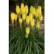 Kniphofia żółta - Minister Verschuur - 1 szt.