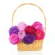 Aster peoniowy - mieszanka