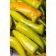 Papryka Hungarian yellow wax hot - ostra węgierska