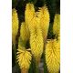 Kniphofia żółta - Minister Verschuur - 1 szt.
