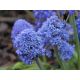 Szafirek Muscari Blue Spike - op. 10 szt.