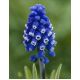 Szafirek Muscari Dark Eyes - op. 5 szt.